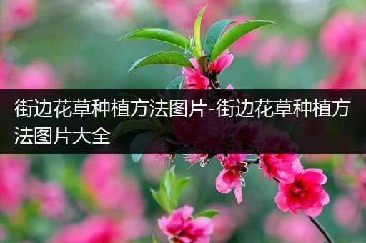 街边花草种植方法图片-街边花草种植方法图片大全