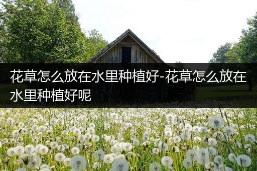 花草怎么放在水里种植好-花草怎么放在水里种植好呢