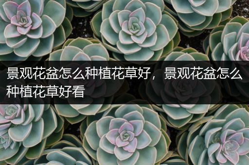 景观花盆怎么种植花草好，景观花盆怎么种植花草好看