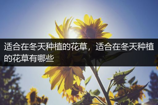 适合在冬天种植的花草，适合在冬天种植的花草有哪些