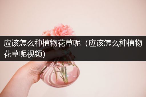 应该怎么种植物花草呢（应该怎么种植物花草呢视频）