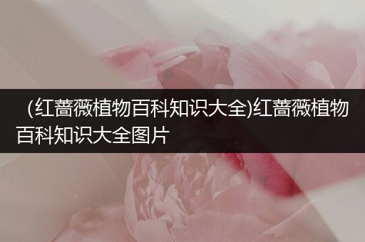 （红蔷薇植物百科知识大全)红蔷薇植物百科知识大全图片