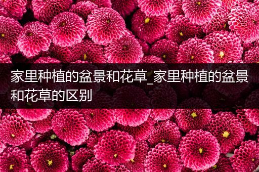 家里种植的盆景和花草_家里种植的盆景和花草的区别