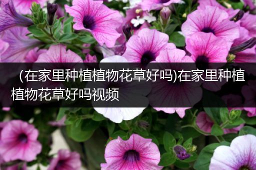 （在家里种植植物花草好吗)在家里种植植物花草好吗视频