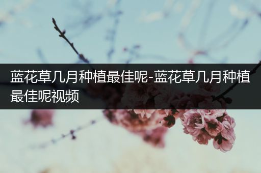 蓝花草几月种植最佳呢-蓝花草几月种植最佳呢视频