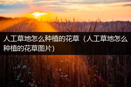 人工草地怎么种植的花草（人工草地怎么种植的花草图片）