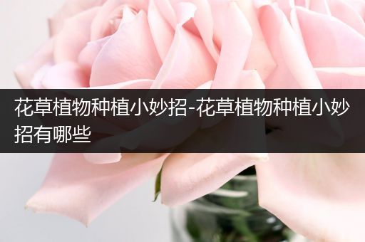 花草植物种植小妙招-花草植物种植小妙招有哪些