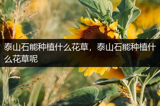 泰山石能种植什么花草，泰山石能种植什么花草呢