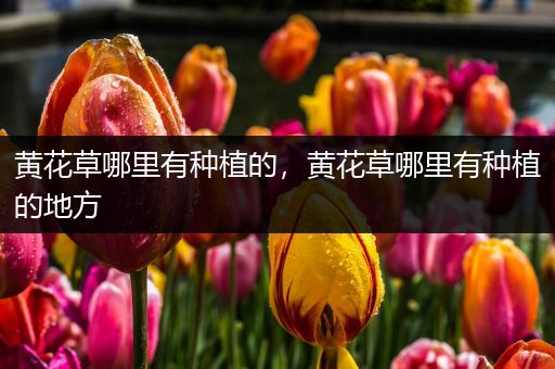 黄花草哪里有种植的，黄花草哪里有种植的地方