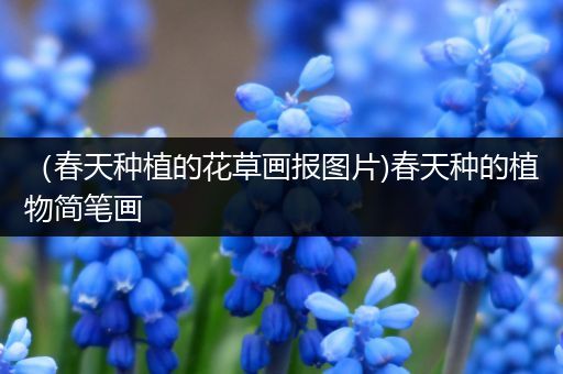 （春天种植的花草画报图片)春天种的植物简笔画