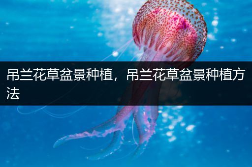 吊兰花草盆景种植，吊兰花草盆景种植方法
