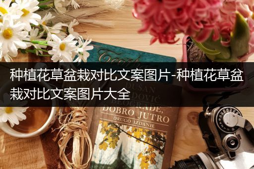 种植花草盆栽对比文案图片-种植花草盆栽对比文案图片大全