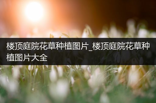 楼顶庭院花草种植图片_楼顶庭院花草种植图片大全