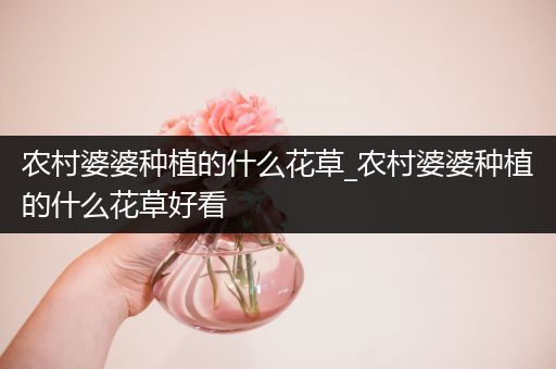 农村婆婆种植的什么花草_农村婆婆种植的什么花草好看