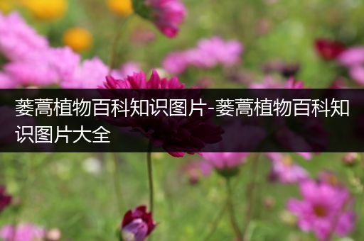 蒌蒿植物百科知识图片-蒌蒿植物百科知识图片大全