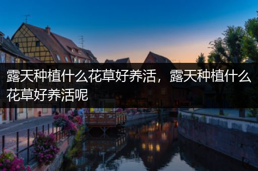 露天种植什么花草好养活，露天种植什么花草好养活呢