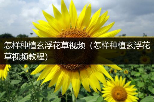 怎样种植玄浮花草视频（怎样种植玄浮花草视频教程）