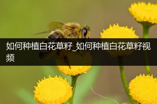 如何种植白花草籽_如何种植白花草籽视频