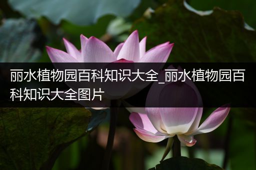 丽水植物园百科知识大全_丽水植物园百科知识大全图片