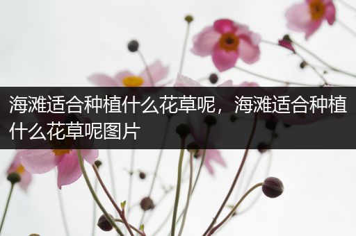 海滩适合种植什么花草呢，海滩适合种植什么花草呢图片