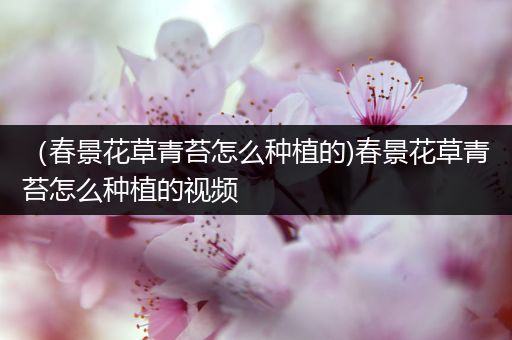 （春景花草青苔怎么种植的)春景花草青苔怎么种植的视频