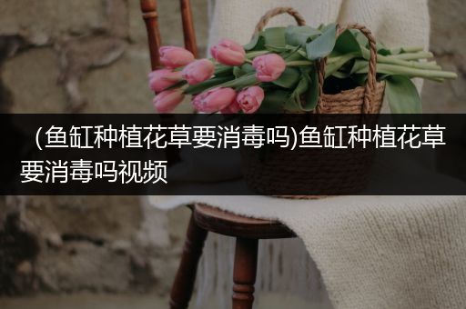 （鱼缸种植花草要消毒吗)鱼缸种植花草要消毒吗视频