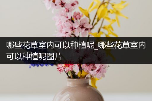 哪些花草室内可以种植呢_哪些花草室内可以种植呢图片