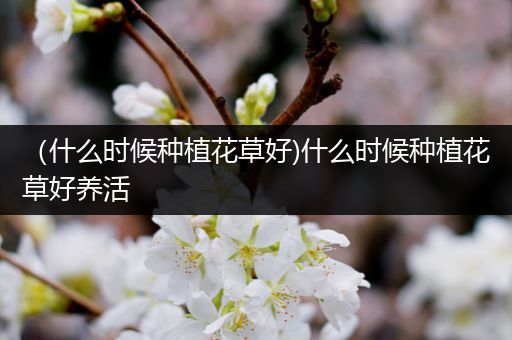 （什么时候种植花草好)什么时候种植花草好养活