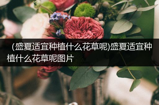 （盛夏适宜种植什么花草呢)盛夏适宜种植什么花草呢图片