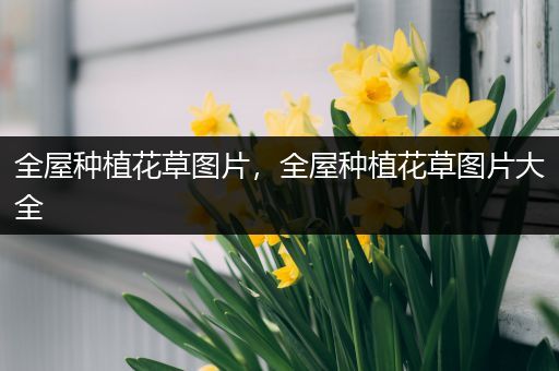 全屋种植花草图片，全屋种植花草图片大全