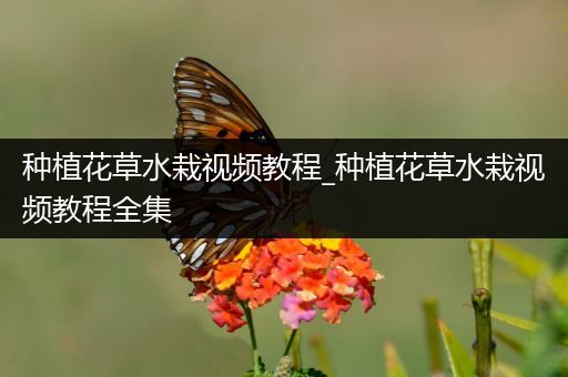 种植花草水栽视频教程_种植花草水栽视频教程全集