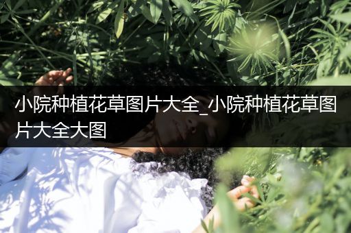 小院种植花草图片大全_小院种植花草图片大全大图
