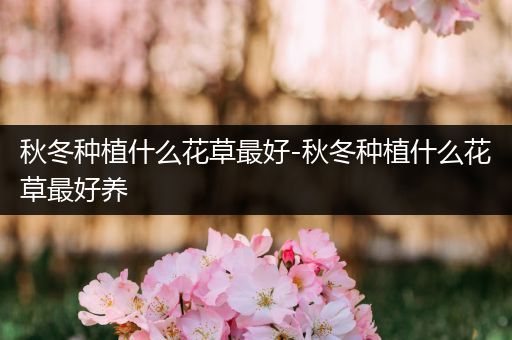 秋冬种植什么花草最好-秋冬种植什么花草最好养