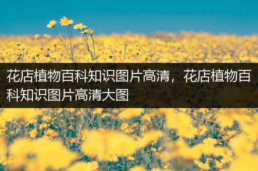 花店植物百科知识图片高清，花店植物百科知识图片高清大图