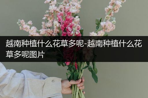 越南种植什么花草多呢-越南种植什么花草多呢图片