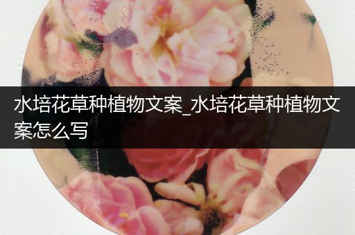 水培花草种植物文案_水培花草种植物文案怎么写