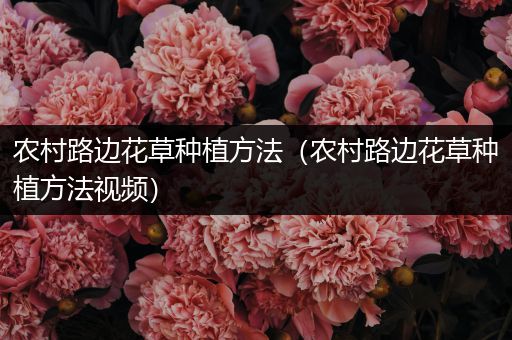 农村路边花草种植方法（农村路边花草种植方法视频）