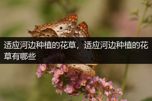 适应河边种植的花草，适应河边种植的花草有哪些