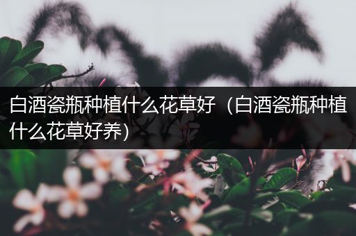 白酒瓷瓶种植什么花草好（白酒瓷瓶种植什么花草好养）