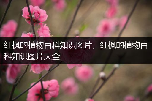 红枫的植物百科知识图片，红枫的植物百科知识图片大全