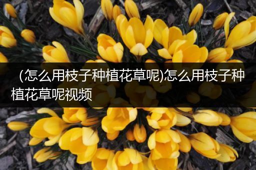 （怎么用枝子种植花草呢)怎么用枝子种植花草呢视频