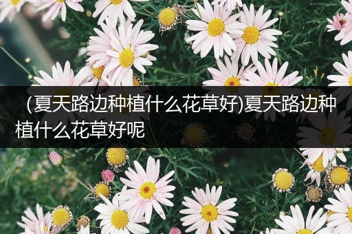 （夏天路边种植什么花草好)夏天路边种植什么花草好呢