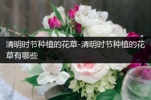 清明时节种植的花草-清明时节种植的花草有哪些