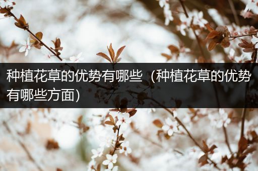 种植花草的优势有哪些（种植花草的优势有哪些方面）