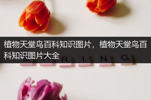 植物天堂鸟百科知识图片，植物天堂鸟百科知识图片大全