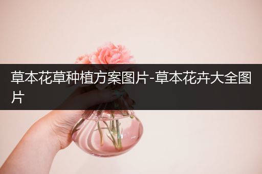 草本花草种植方案图片-草本花卉大全图片