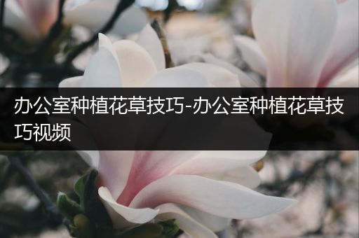 办公室种植花草技巧-办公室种植花草技巧视频
