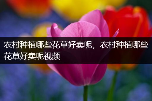 农村种植哪些花草好卖呢，农村种植哪些花草好卖呢视频