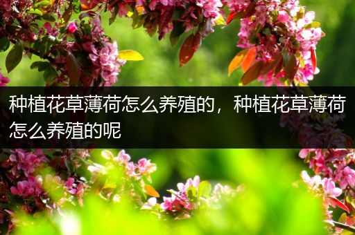 种植花草薄荷怎么养殖的，种植花草薄荷怎么养殖的呢