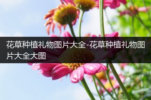 花草种植礼物图片大全-花草种植礼物图片大全大图